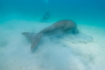 Fototapeta premium フィリピン、パラワン州のブスアンガ島コロン島に生息する野生のジュゴンをダイビングで撮影した風景 Landscape of a wild dugong diving on Coron Island, Busuanga, Palawan, Philippines. 