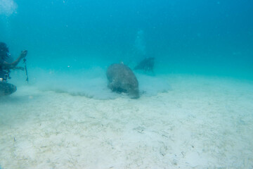 フィリピン、パラワン州のブスアンガ島コロン島に生息する野生のジュゴンをダイビングで撮影した風景 Landscape of a wild dugong diving on Coron Island, Busuanga, Palawan, Philippines. 