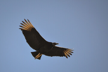 Condor Fly