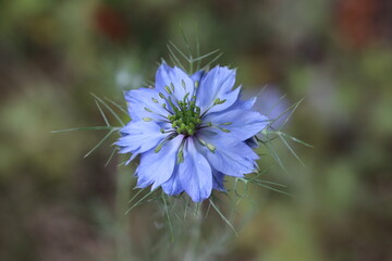 春の庭に咲くニゲラの青い花