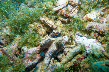 フィリピン、パラワン州のブスアンガ島コロン島に沈没している日本の沈没船をダイビングで撮影した写真 Photo taken by diving of a Japanese sunken ship sinking on Coron Island, Busuanga, Palawan, Philippines. 