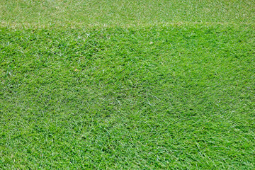 Green grass on a golf course in the evening. High quality photo
