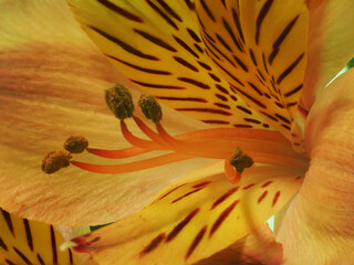 Close up of lily stamen and pistil