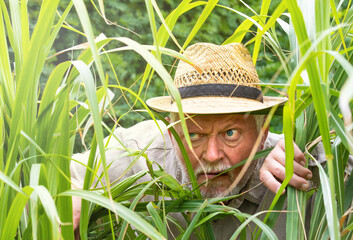 Ein neugieriger Mann schleicht durch hohes Gras. Er ist vorsichtig und beobachtet. - obrazy, fototapety, plakaty