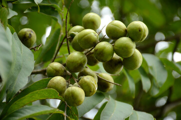 closeup the bunch ripe green tree fruit with leaves and branch growing in the forest.