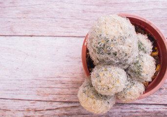 Close-up, natural still life cactus plant, one soft thorn cactus on wood grain background, for copy space for text