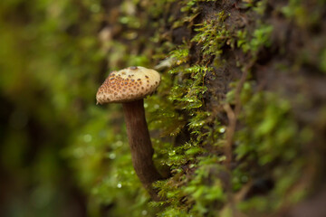 Beautiful Mushrooms in the Tropical Forest