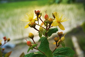 セントジョーンズワートの可愛い花たち