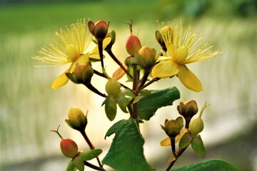 夕刻の光に映える神秘的なセントジョーンズワートの花