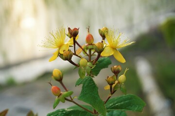 セントジョーンズワートの可愛い花たち