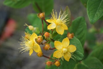 セントジョーンズワートの可愛い花たち
