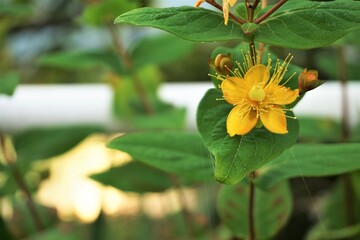 夕刻時の風景とセントジョーンズワートの花