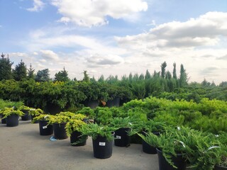 sale of coniferous evergreen plants in the garden center. thuja, decorative pines, firs, junipers in the garden in a row