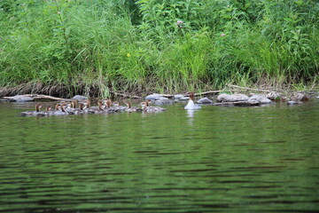 Common Mergansers with large family of chicks