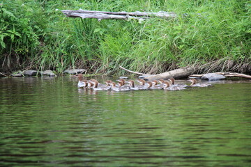 Common Mergansers with large family of chicks