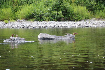 Common Mergansers with two chicks