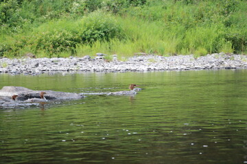 Common Mergansers with two chicks