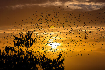 Vols d’étourneaux au soleil couchant 