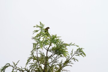 oriental greenfinch on the tree