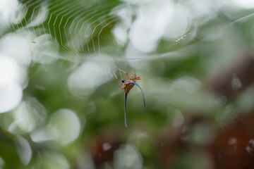 All about Story in Tropical Forest