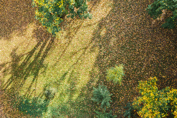 autumn forest floor covered with dry yellow leaves. natural seasonal background. aerial top view.