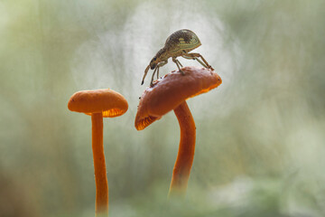 White Weevil on Mushrooms