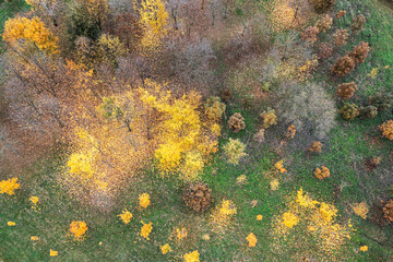 scenic view of the autumn trees in countryside with bright yellow leaves. aerial photo.
