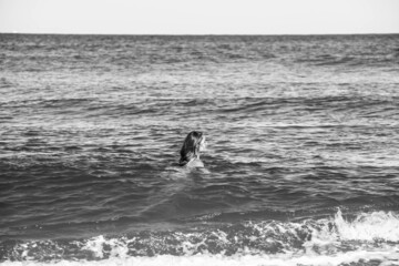 gorgeous young woman in bikini bathing in the ocean