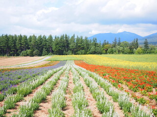 北海道の絶景 富良野麓郷展望台 花畑風景