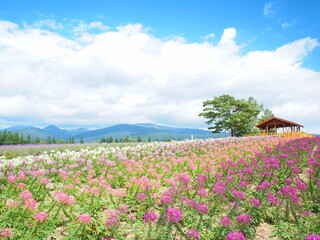北海道の絶景 富良野麓郷展望台 クレオメ畑と赤い屋根の小屋