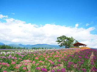 北海道の絶景 富良野麓郷展望台 クレオメ畑と赤い屋根の小屋