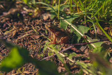 frog in the grass