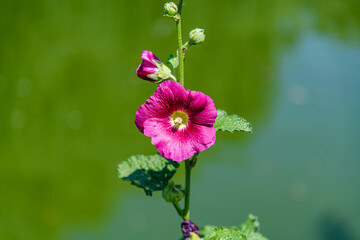 Pink mallow flowers (malva alcea) on a flowerbed © ihorbondarenko