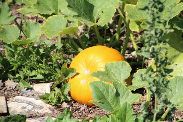 Pumpkin In The Garden, Fort Edmonton Park, Edmonton, Alberta