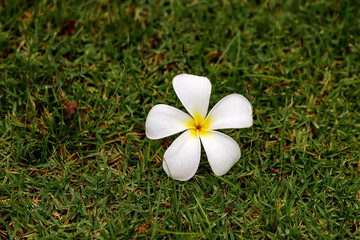 Frangipani or plumeria on the grass