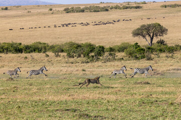 Fototapeta na wymiar Ein Gepard auf der Jagd nach Zebras, im Hintergrund eine Herde Gnus