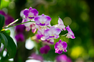 Purple Orchid