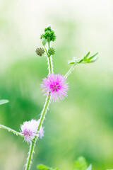 Purple flowers