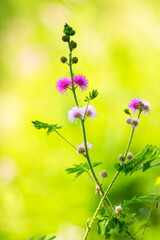 Fototapeta premium Purple flowers