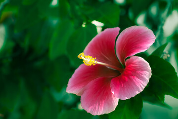 Red Hibiscus Flower