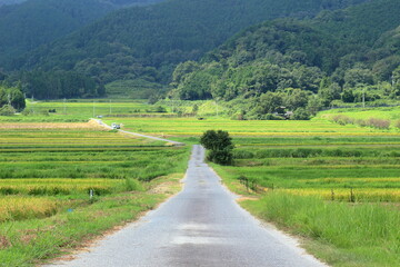 伊香立の棚田の風景