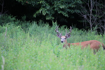 Buck deer looks onward
