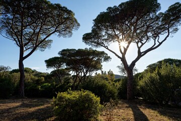 Nadelb&auml;ume im Sonnenaufgang in der Maremma, Italien