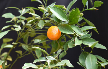 Tangerine fruit growing on a branch against black background