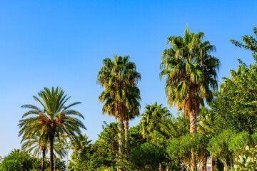 Evergreen palm trees growing in a city park - obrazy, fototapety, plakaty