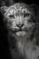 Black-white Snow leopard