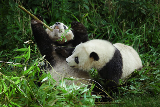 two little pandas © Marek