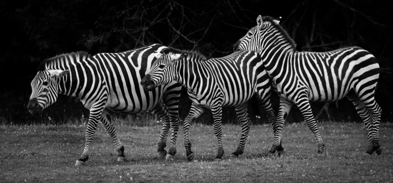 zebras