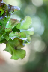 Red oak leaf lettuce