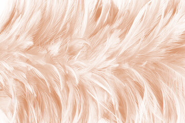 Beautiful white-brown feather texture background